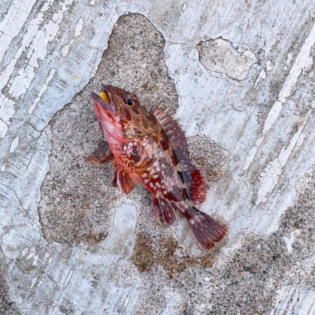 アジを求めてたけど