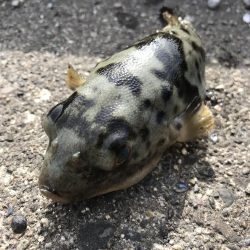 ヘチ釣りで本命チヌGET