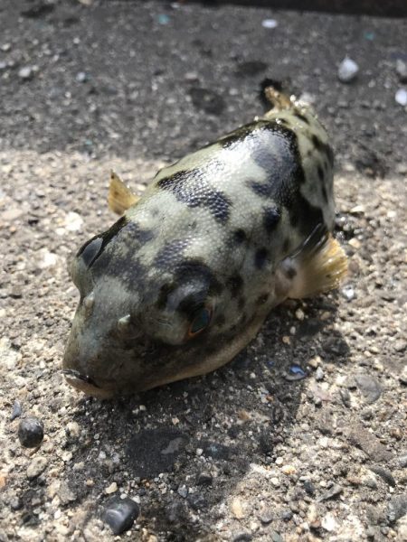 ヘチ釣りで本命チヌGET