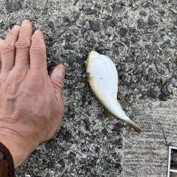 フグとテンコチの猛攻