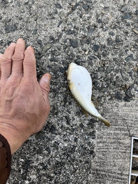 フグとテンコチの猛攻