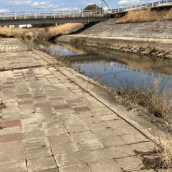 地元の川でパン鯉ゲーム