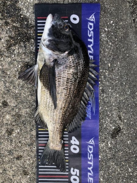 題名連日年無し❗️(イチノ兄弟)