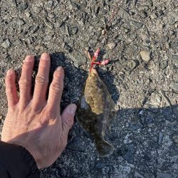 花見カレイ開花宣言まだまだ