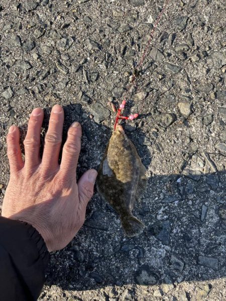 花見カレイ開花宣言まだまだ