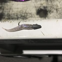 今年初シーバス