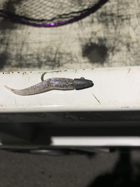 今年初シーバス