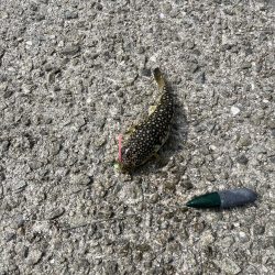 花見カレイ前線まだまだ2