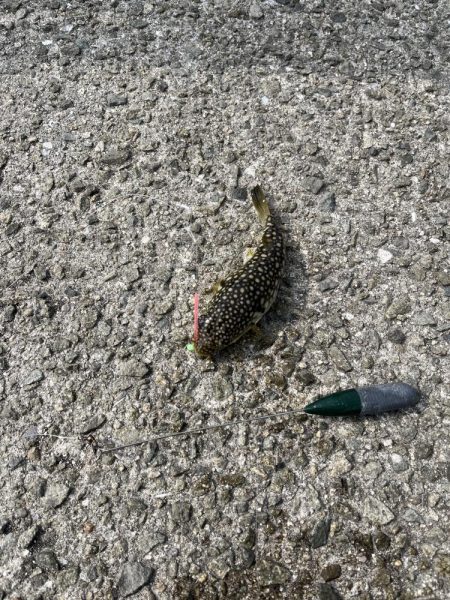 花見カレイ前線まだまだ2