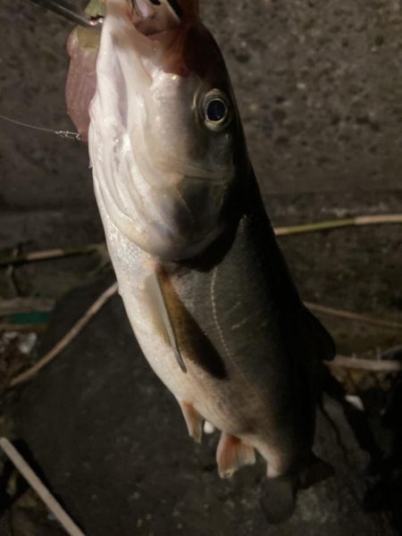 ホタルイカパターン代1弾