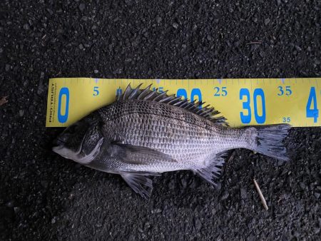 ノッコミチヌを求めて