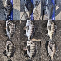 イチノ兄弟、釣果!