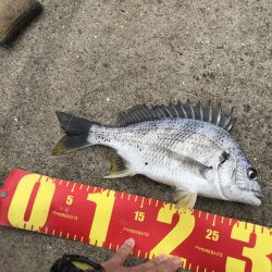 ヘチ釣りでキビレGET