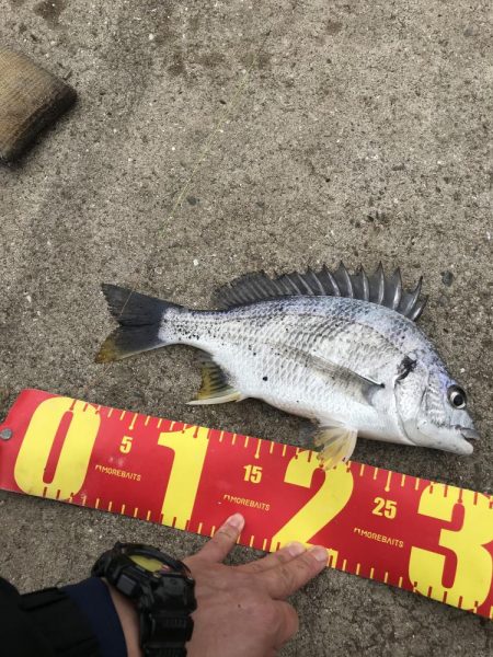 ヘチ釣りでキビレGET