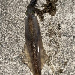 サワラ狙いからのヤリイカ