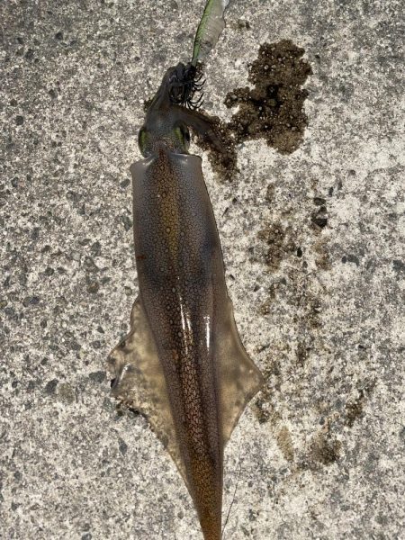 サワラ狙いからのヤリイカ