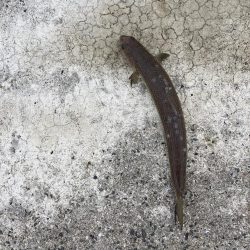 ショアジギング、のませ