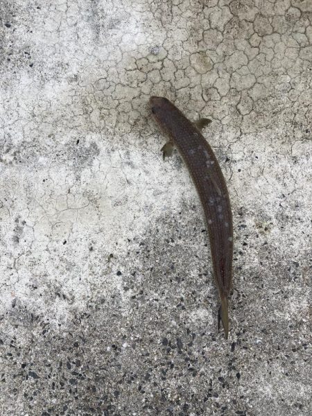 ショアジギング、のませ