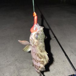 今日もメバリング