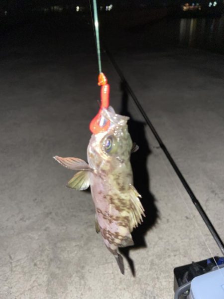 今日もメバリング