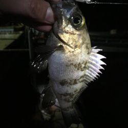 たかたか釣り日記