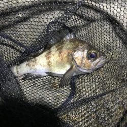 久々の淡路島メバリング