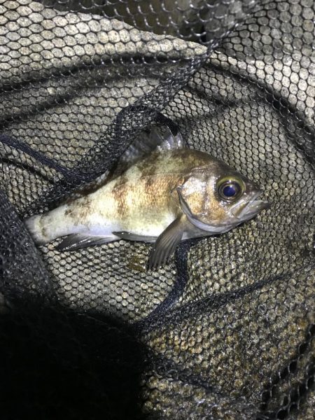 久々の淡路島メバリング