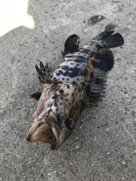 ヘチ釣りでキビレ＆チャイロマルハタGET