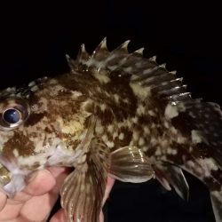 ウネリ残る中でのメバリング