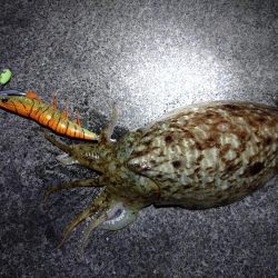 春のコウイカ開幕