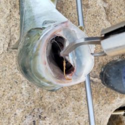 ヒラメ狙いでまさかの・・