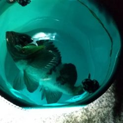 メバル狙いでしたが