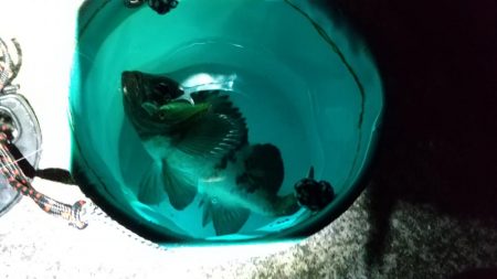 メバル狙いでしたが