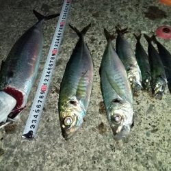 久々のサビキ釣り