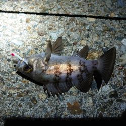 メバルを狙って