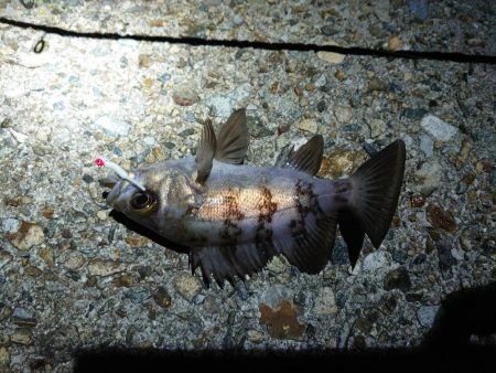 メバルを狙って