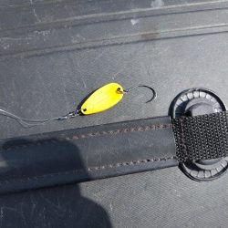 小島養魚場でトラウトサーモン狙い☆