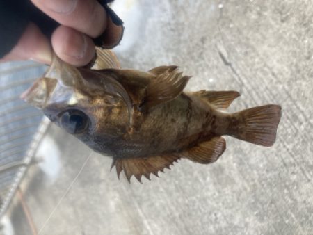 デイメバリング