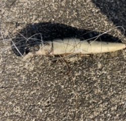 ドブ川はハク絨毯