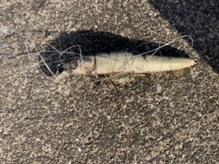 ドブ川はハク絨毯