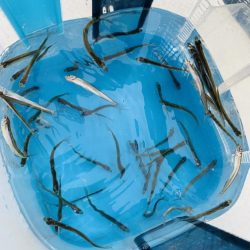 【竜門ダム(班蛇口湖)】ワカサギ釣り終盤 サイトでも釣れ79匹手中