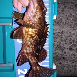 フォールでメバル、ガシラ