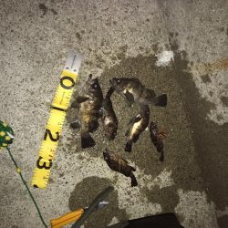 久々のメバリング