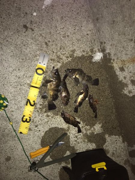 久々のメバリング