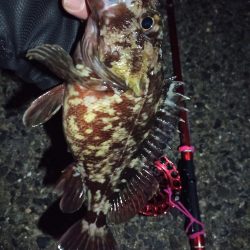 2022/03/02 南港ヘチ釣り釣行