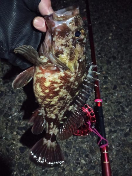 2022/03/02 南港ヘチ釣り釣行