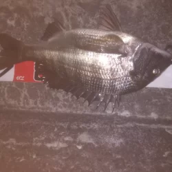 夜行練習してきました