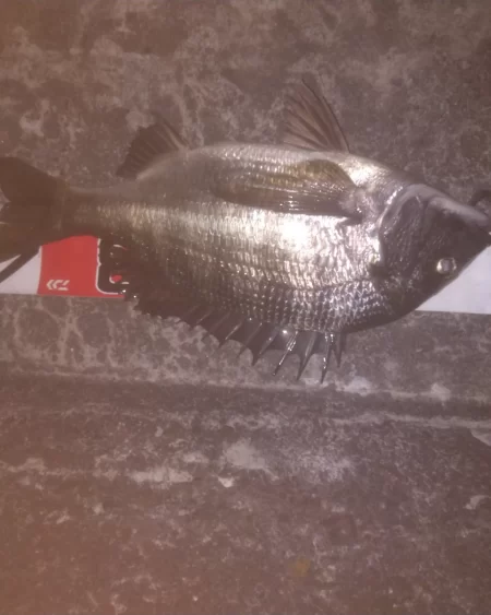 夜行練習してきました