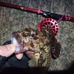 2022/03/04 南港ヘチ釣り釣行