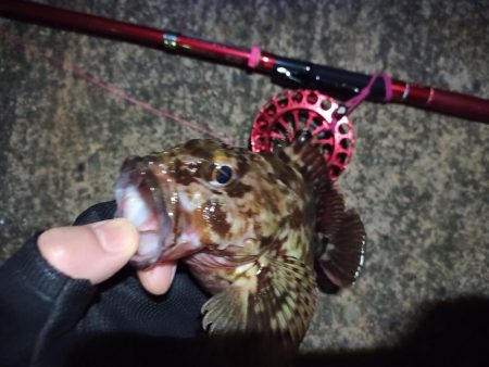 2022/03/04 南港ヘチ釣り釣行